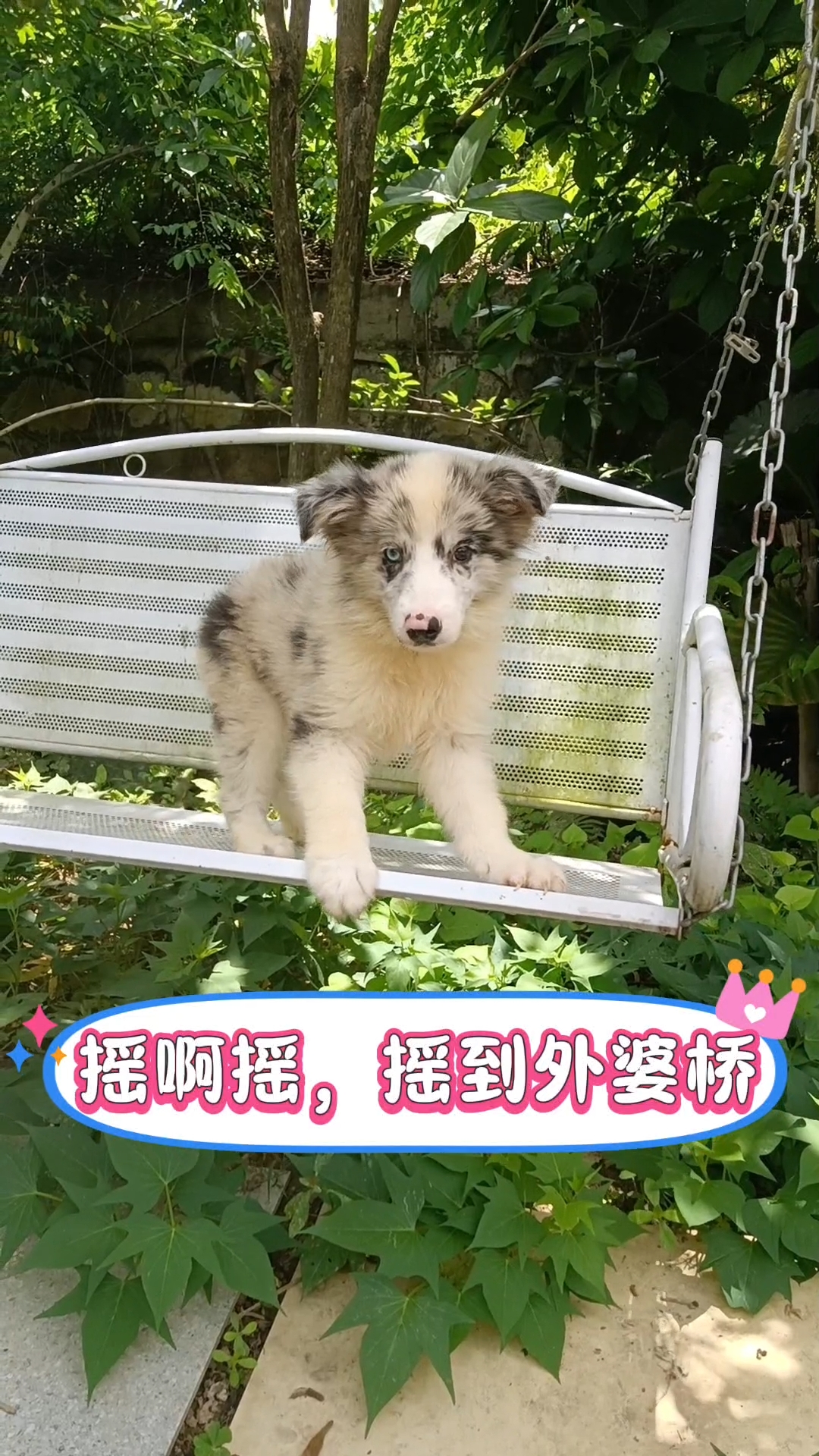 陨石边牧二弟弟，疫苗驱虫已做，签宠物协议，终身专业助养，养后无忧。